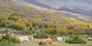 Usi civici, associazioni chiedono al Governo di impugnare la legge regionale