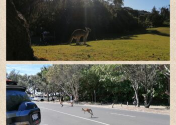 E dopo il koala… ecco arrivare il canguro