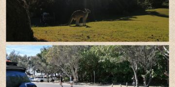 E dopo il koala… ecco arrivare il canguro