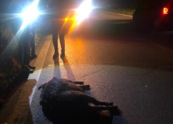 SS16, schianto auto-cinghiale. «Ungulati si spostano di più perché inseguiti dai lupi»