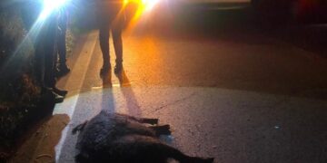 SS16, schianto auto-cinghiale. «Ungulati si spostano di più perché inseguiti dai lupi»