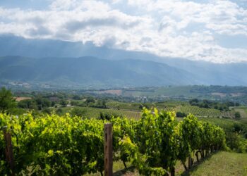 Il vino d’Abruzzo alla conquista degli Usa: dopo il premio a San Francisco masterclass a Las Vegas