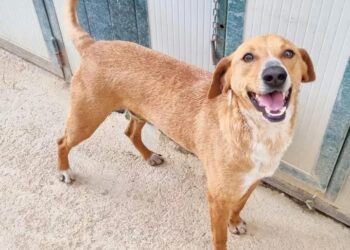 Nuovo canile di Vasto, via libera al progetto: «Sarà struttura all’avanguardia»