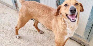 Nuovo canile di Vasto, via libera al progetto: «Sarà struttura all’avanguardia»