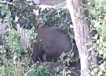 Cinghiali tra i palazzi di via Martiri della Violenza, poi in via Spataro: intervengono i forestali