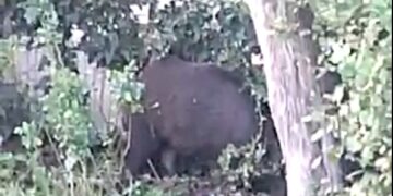 Cinghiali tra i palazzi di via Martiri della Violenza, poi in via Spataro: intervengono i forestali