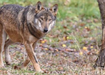 Lupi veri e presunti, come distinguerli. «Adottare i giusti comportamenti per evitare problemi»