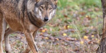 Lupi veri e presunti, come distinguerli. «Adottare i giusti comportamenti per evitare problemi»