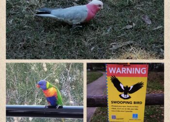 Eh no, qui una rondine non fa proprio primavera