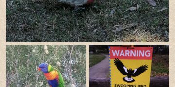 Eh no, qui una rondine non fa proprio primavera