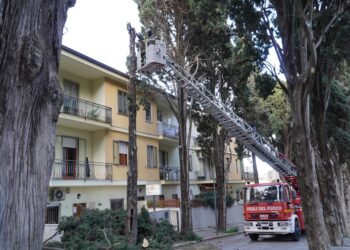 Albero pericolante, l’intervento dei vigili del fuoco in via del Cimitero