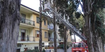 Albero pericolante, l’intervento dei vigili del fuoco in via del Cimitero