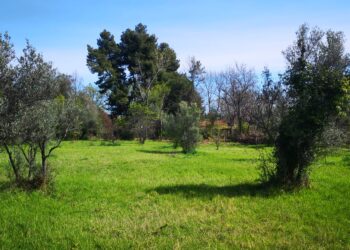 Europa Verde: «Area commerciale di via Tinari dannosa per l’ambiente»