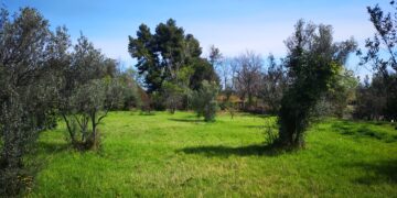 Europa Verde: «Area commerciale di via Tinari dannosa per l’ambiente»