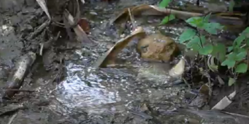 Una notizia in un minuto. Vasto, quanta acqua sprecata