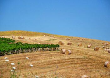 Agricoltura, il 20 aprile a Pollutri incontro sui bandi 2023-2027