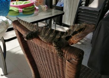 Indovina chi viene in giardino?