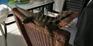 Indovina chi viene in giardino?