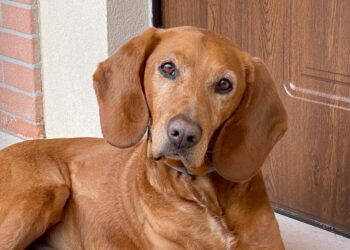 A te… Cane speciale