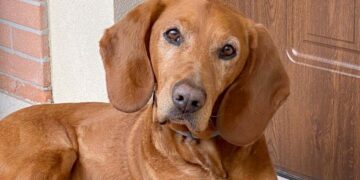 A te… Cane speciale