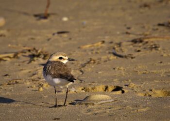 Soa: «a Ortona nidi di fratino minacciati da colonia di gatti»