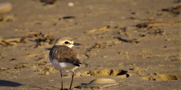 Soa: «a Ortona nidi di fratino minacciati da colonia di gatti»