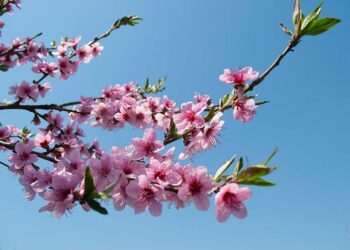 I nostri auguri: che sia una Pasqua di rifioritura