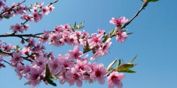 I nostri auguri: che sia una Pasqua di rifioritura