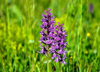Mostre, escursioni e approfondimenti: a Torrebruna due giorni dedicati alle orchidee