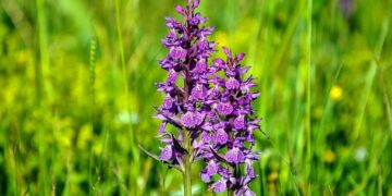 Mostre, escursioni e approfondimenti: a Torrebruna due giorni dedicati alle orchidee