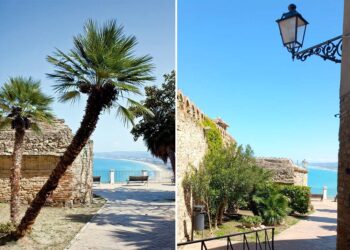 Rimosse le palme di uno degli angoli più fotografati di Vasto, «Non erano sicure»
