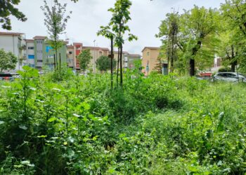 Erbacce e steccati rotti, il parco Melvin Jones è nell’abbandono