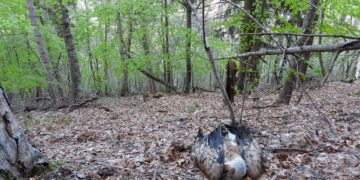 Tre lupi e quattro grifoni morti sui monti abruzzesi: si sospetta l’avvelenamento