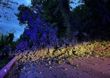 Quercia cade in strada, illesi gli automobilisti