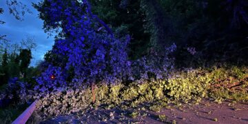 Quercia cade in strada, illesi gli automobilisti