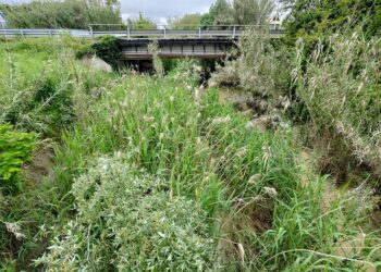 Pulizia dell’alveo del Buonanotte, lavori al palo: «A breve avremo tutte le autorizzazioni»