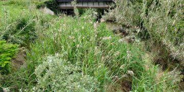 Pulizia dell’alveo del Buonanotte, lavori al palo: «A breve avremo tutte le autorizzazioni»