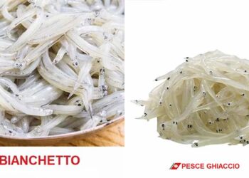Pesce ghiaccio spacciato per “bianchetto”: denunciato un ristoratore