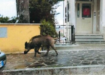 Ispra contesta le ordinanze di abbattimento, Borrelli: «ad Atessa cinghiali davanti alle case»