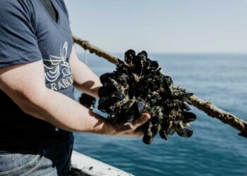 Cozza dei Trabocchi, si lavora alla certificazione Dop