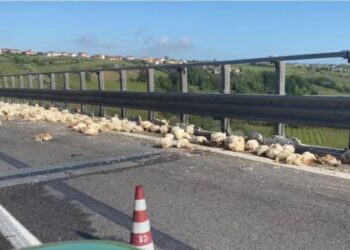 Incidente sulla A14, camion perde carico di galline