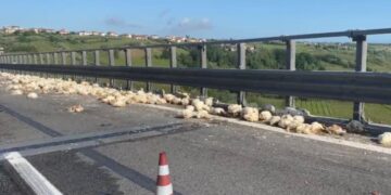 Incidente sulla A14, camion perde carico di galline