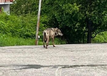Palombaro, lupo aggredisce una donna e le porta via il cane