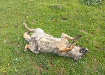 Avvelenamento a ridosso del Parco: morti 9 lupi, 5 grifoni e 2 corvi imperiali