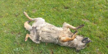 Avvelenamento a ridosso del Parco: morti 9 lupi, 5 grifoni e 2 corvi imperiali