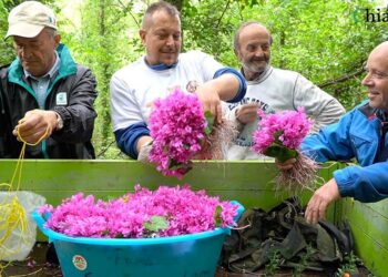 Il Majo, tradizione che unisce: «Per tutti noi è un richiamo irrinunciabile»