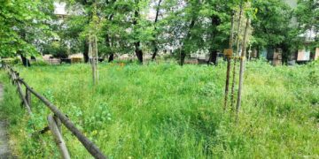 «Alberi del parco Jones in salute, auspichiamo maggiore condivisione d’intenti»