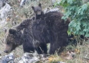 Riecco l’orsa Amarena con due cuccioli, il sindaco di Villalago firma ordinanza per tutelarli