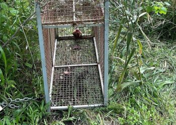 Cattura del canide che ha aggredito 4 persone, attivata fototrappola