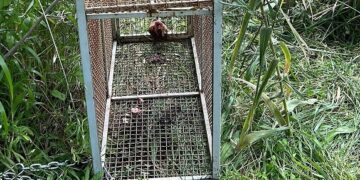 Cattura del canide che ha aggredito 4 persone, attivata fototrappola